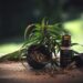 Découvrez l'excellence de l'huile CBD sans THC