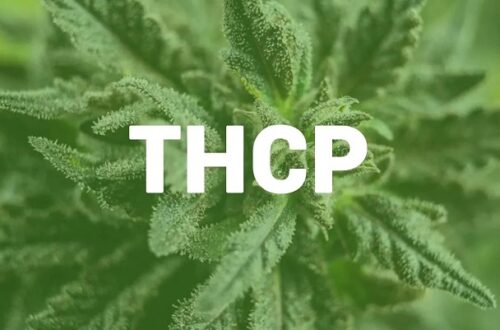 THCP Nouveau cannabinoïde puissant