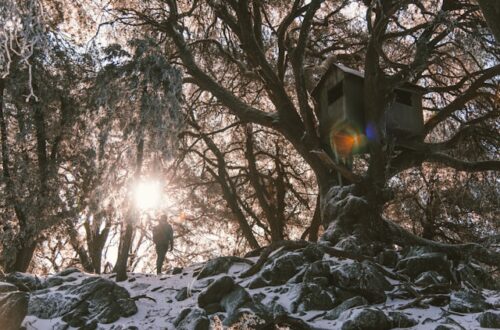 cabanes dans les arbres