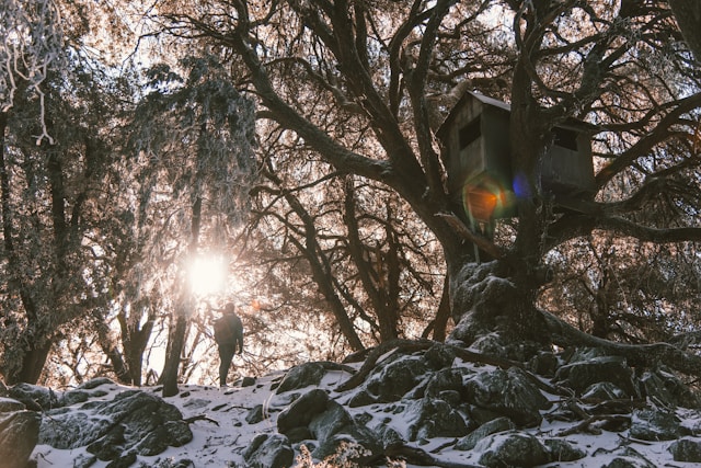 cabanes dans les arbres