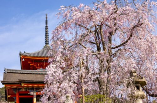 jardins de Kyoto