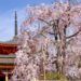 jardins de Kyoto