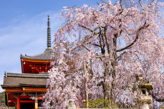 jardins de Kyoto