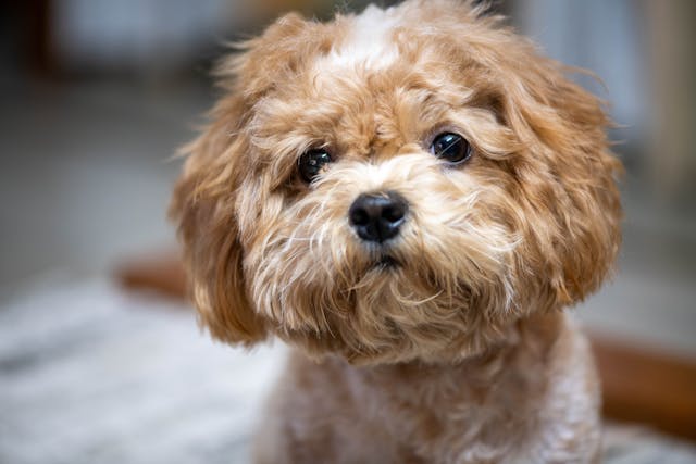 Les bases d'une alimentation saine pour un chiot en pleine croissance