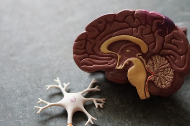 Chronobiologie